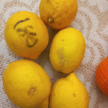 Trendyol Hızlı Market'ten Gelen Ayıplı Ürünler Ve Yetersiz Müşteri Hizmetleri