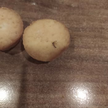 Ülker Dankek Ürünü Üzerinde Sivrisinek Şoku