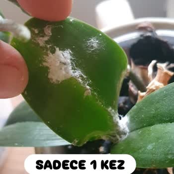 Orkide Besini Felaketi: Güvenin Bedeli Ağır Oldu