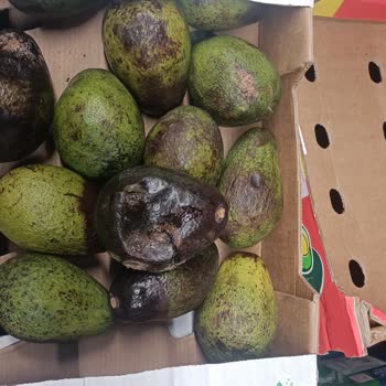 Metro Market'te Kalitesiz Avokado Sorunu