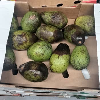 Metro Market'te Kalitesiz Avokado Sorunu
