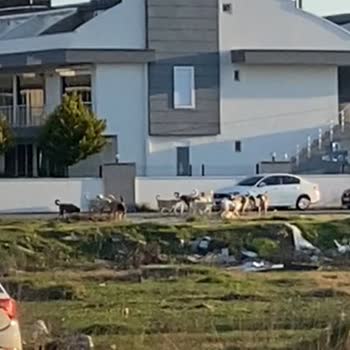 Sokak Köpekleri Sorunu İçin Acil Çözüm Bekliyoruz