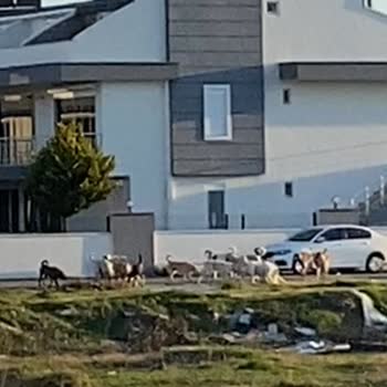 Sokak Köpekleri Sorunu İçin Acil Çözüm Bekliyoruz