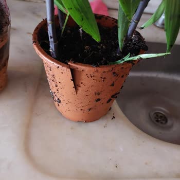Es Plante Çiçekçisinden Aldığım Hasarlı Ürün Ve Yanıltıcı Hizmet
