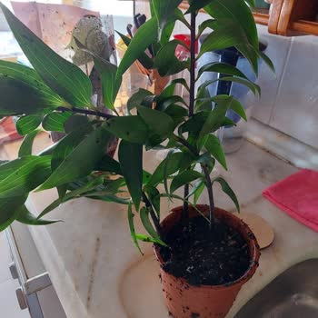 Es Plante Çiçekçisinden Aldığım Hasarlı Ürün Ve Yanıltıcı Hizmet