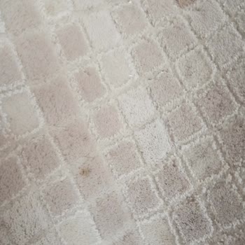 Temiz Ev Grup Halı Yıkama Mağduriyeti