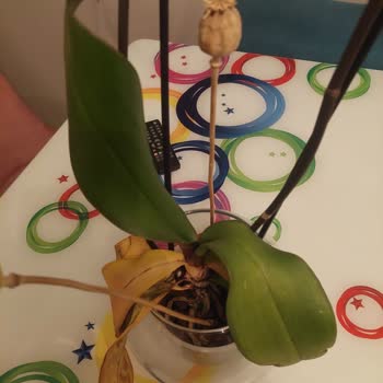 Solmuş Orkide Ve İlgisiz Müşteri Hizmetleri Şikayeti