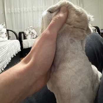 Veteriner Kliniğinde Tıraş Sonrası Tahriş Problemi