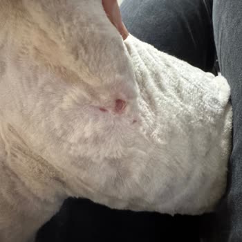 Veteriner Kliniğinde Tıraş Sonrası Tahriş Problemi