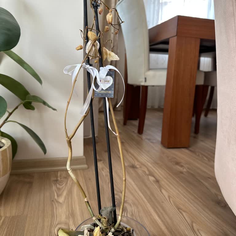 Çiçek Sepeti'nden Gelen Orkide Hayal Kırıklığı