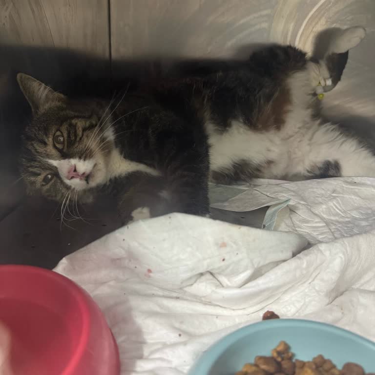 Veteriner Kliniğinde Yüksek Ücret Şoku