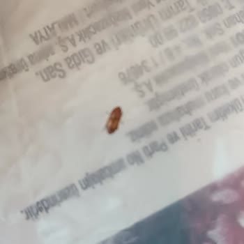 Kudüs Hurmasında Böceklenme Ve Zor İade Süreci