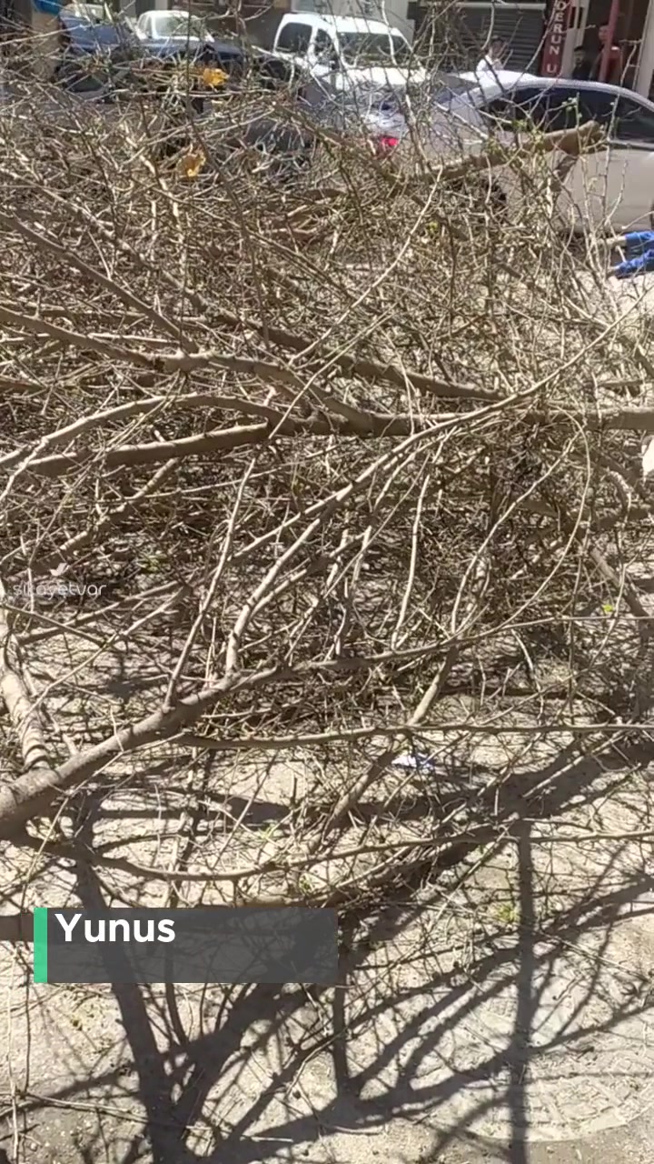 Şehitkamil Belediyesi Ağaç Kesilip Öylece Bırakılmış! videonun kapak resmi