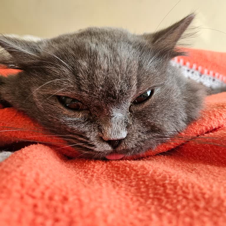 Oksijen Hayvan Hastanesi Veterinerde Yaşanan Anestezi Sonrası Sorunlar