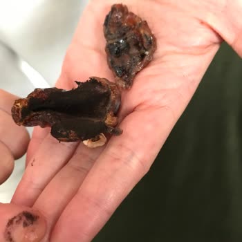 Tadım Hurmaları: Beklenmedik Hayal Kırıklığı