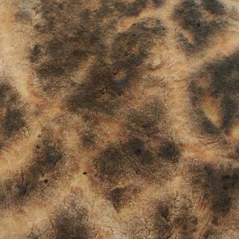 Yanık Pide Sorunu Ve Kuşadası Şubesinin İlgisizliği