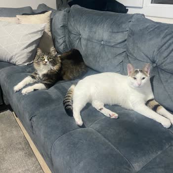 Kilim Mobilya'da Müşteri Memnuniyeti Eksikliği