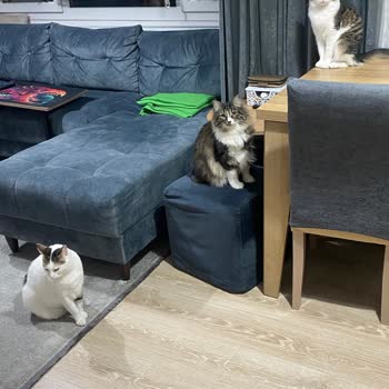 Kilim Mobilya'da Müşteri Memnuniyeti Eksikliği