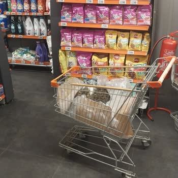 Market İçinde Sokak Kedileri Ve Sağlık Endişesi
