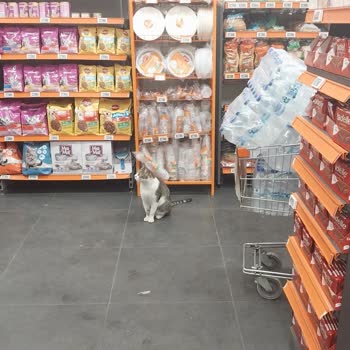 Market İçinde Sokak Kedileri Ve Sağlık Endişesi