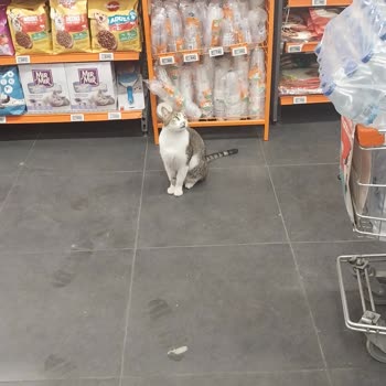 Market İçinde Sokak Kedileri Ve Sağlık Endişesi