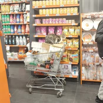 Market İçinde Sokak Kedileri Ve Sağlık Endişesi