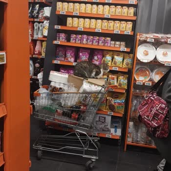 Market İçinde Sokak Kedileri Ve Sağlık Endişesi