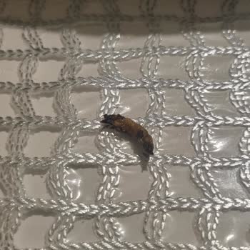 Lays Paketinden Çıkan Belirsiz Cisim Midemi Bulandırdı