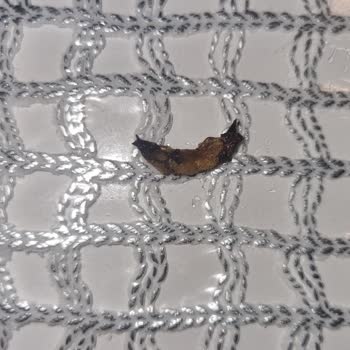 Lays Paketinden Çıkan Belirsiz Cisim Midemi Bulandırdı