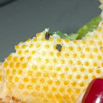 Severek Aldığım Ekmeğin İçinden Böcek Çıktı