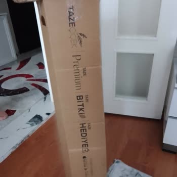 Geç Gelen Ve Kırık Çiçek: Taze Çiçek'te Hayal Kırıklığı