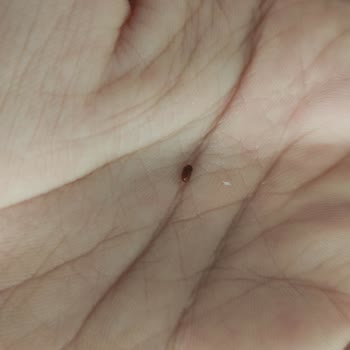 Bebek Mamasında Böcek Şoku: Aptamil Güvencesi Sorgulanıyor