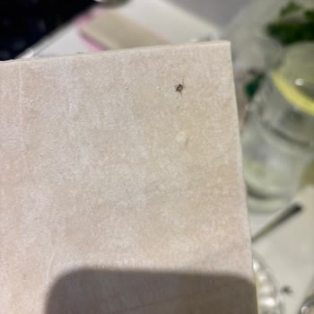 Milföy Hamurunda Böcek Şoku