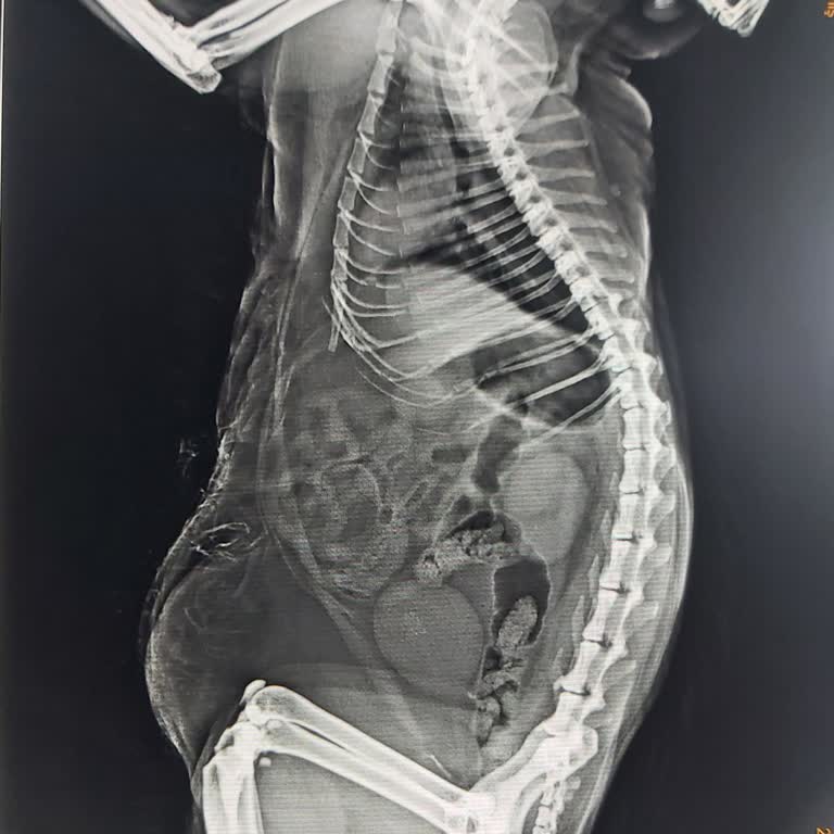 İstanbul Hayvan Hastanesi Hayvan Sağlığını Tehlikeye Atan Klinik!