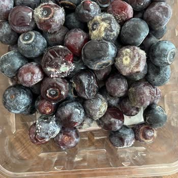 Küflü Ürünlerle Mağduriyet: Acil Çözüm Bekliyorum!