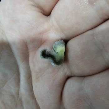 Superfresh Mısırında Küf Ve Kurt Şoku