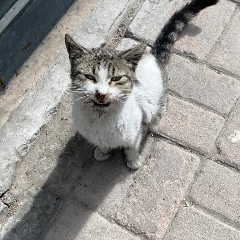 Belediyenin Tedavi Yerine Öldürdüğü Kedi