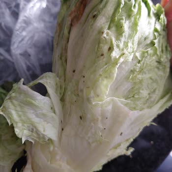 Bozuk Ve Böcekli Sebze Teslimatı