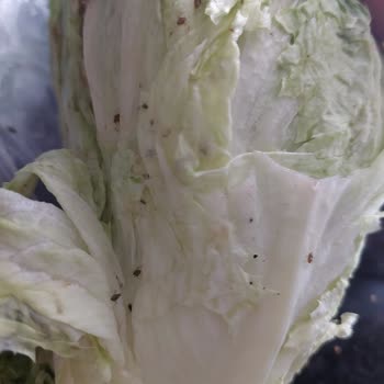 Bozuk Ve Böcekli Sebze Teslimatı