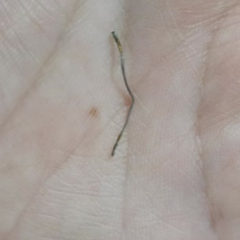 BİM'den Aldığım Hamburger Ekmeğinden Çıkan Tehlike
