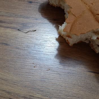 BİM'den Aldığım Hamburger Ekmeğinden Çıkan Tehlike