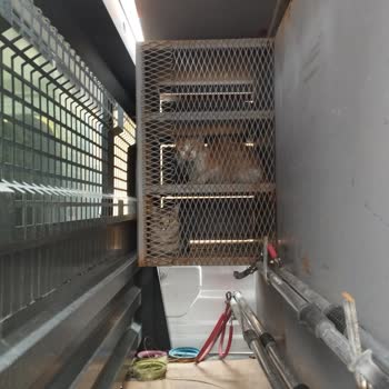 Elazığ Belediyesi Barınağına Güven Sorunu