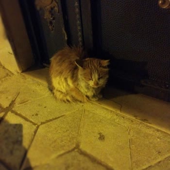 Elazığ Belediyesi Barınağına Güven Sorunu