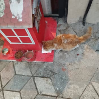 Elazığ Belediyesi Barınağına Güven Sorunu