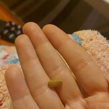 Sahte Kedi Maması Ve İlgisiz Satıcılar