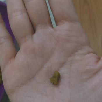 Sahte Kedi Maması Ve İlgisiz Satıcılar