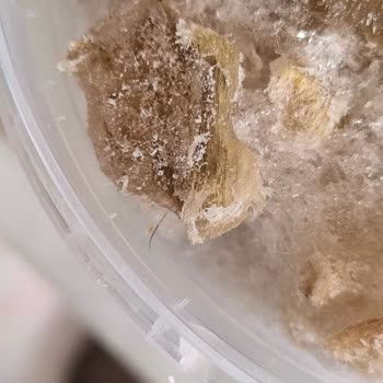 Hijyen Ve Kalite Sorunu