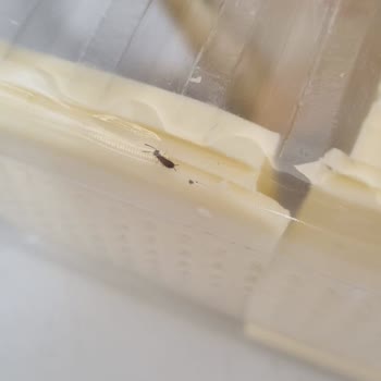 Kaşar Peynirinde Canlı Böcek Şoku