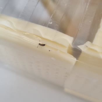 Kaşar Peynirinde Canlı Böcek Şoku