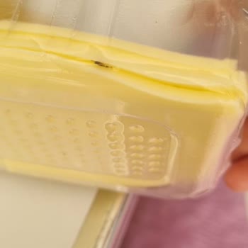 Kaşar Peynirinde Canlı Böcek Şoku